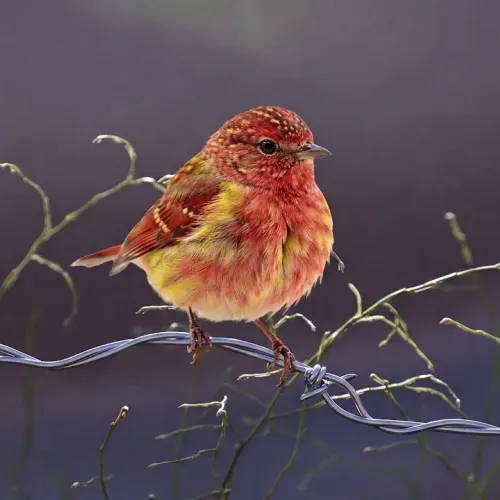 Birds Observations