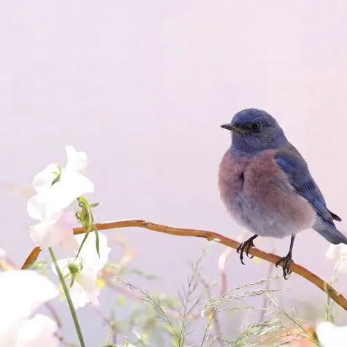 Birds Observations