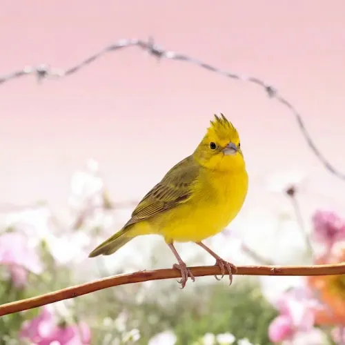 Birds Observations