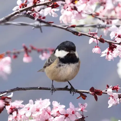 Birds Observations