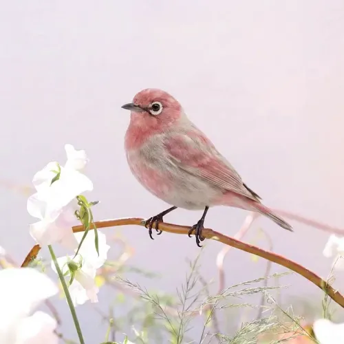 Birds Observations
