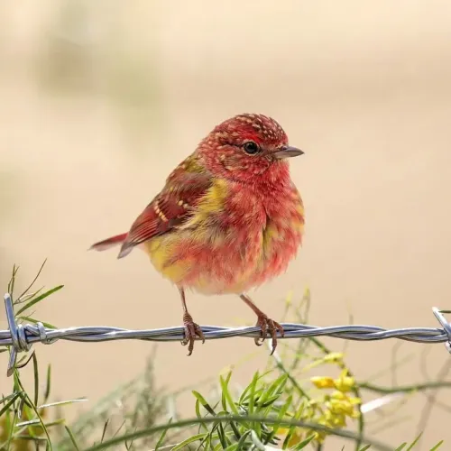 Birds Observations