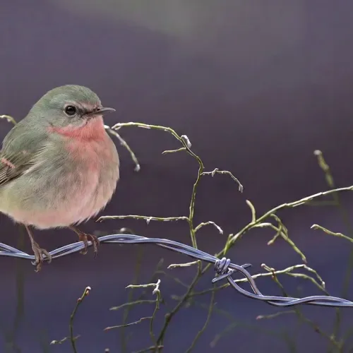 Birds Observations
