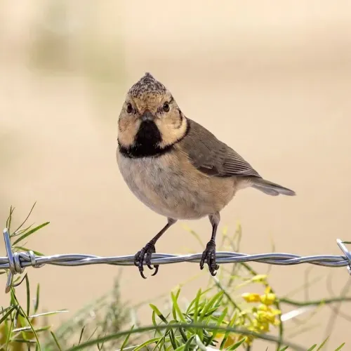 Birds Observations