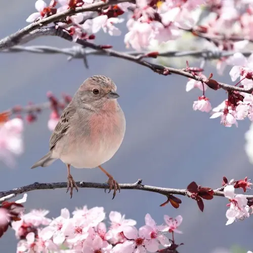 Birds Observations