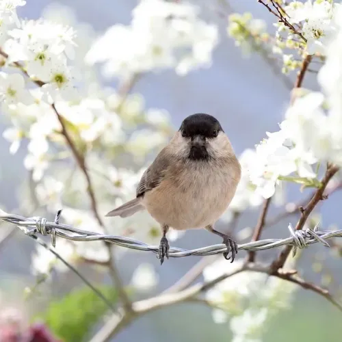 Birds Observations