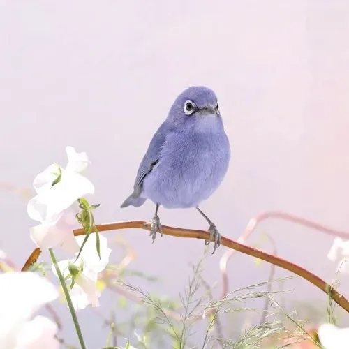 Birds Observations
