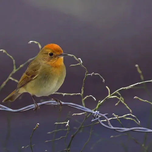 Birds Observations