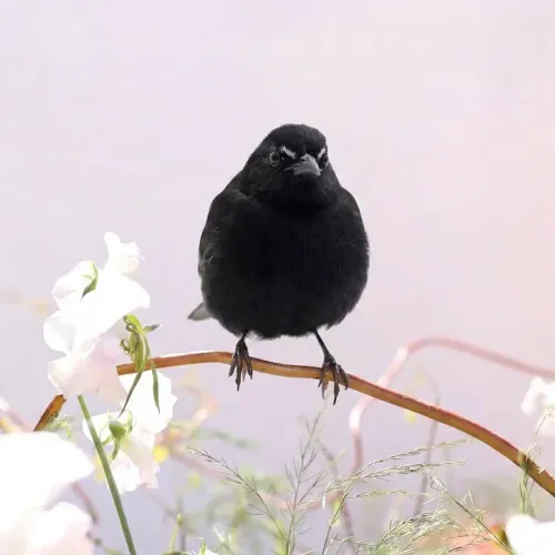 Birds Observations