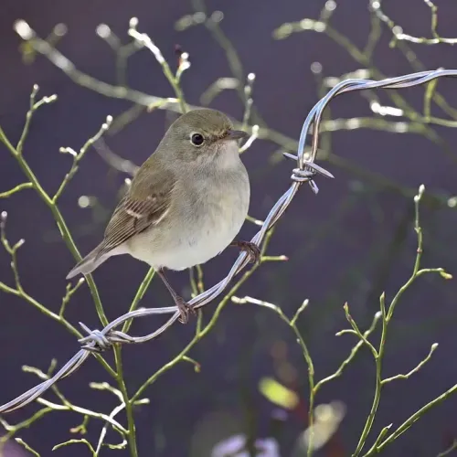 Birds Observations