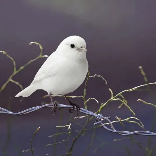 Birds Observations