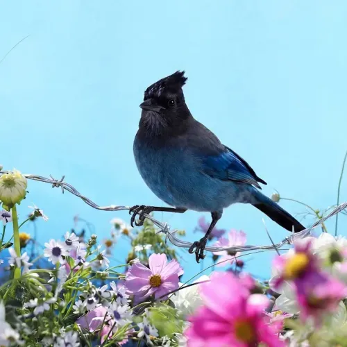 Birds Observations