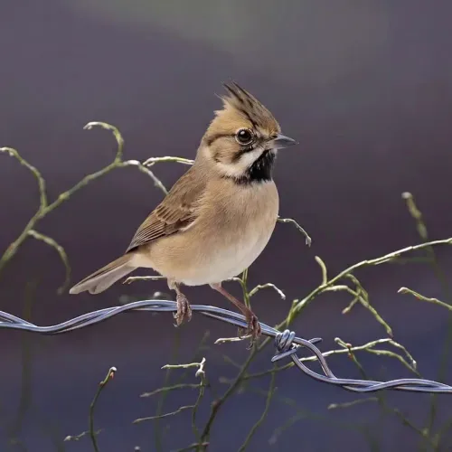 Birds Observations