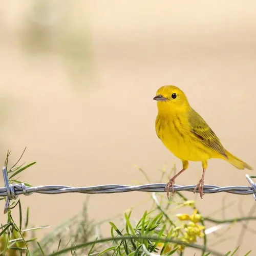 Birds Observations