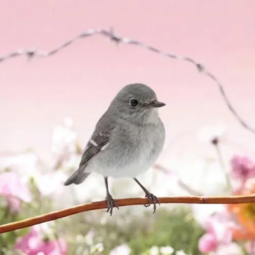 Birds Observations