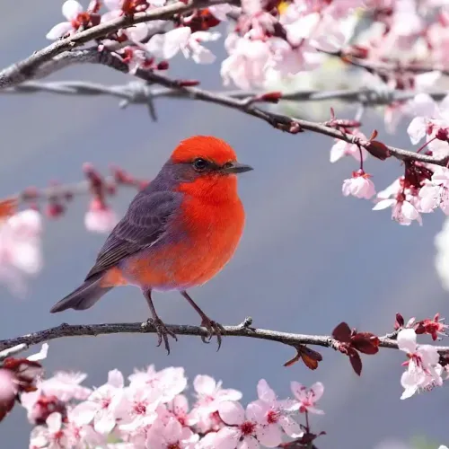 Birds Observations
