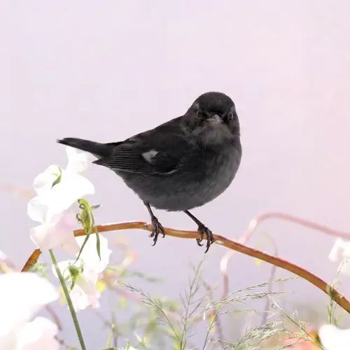 Birds Observations