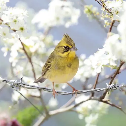 Birds Observations