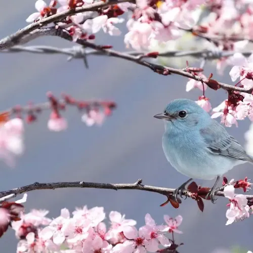 Birds Observations