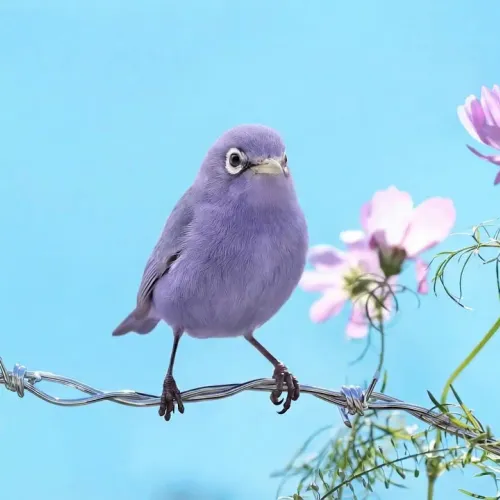 Birds Observations