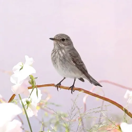 Birds Observations