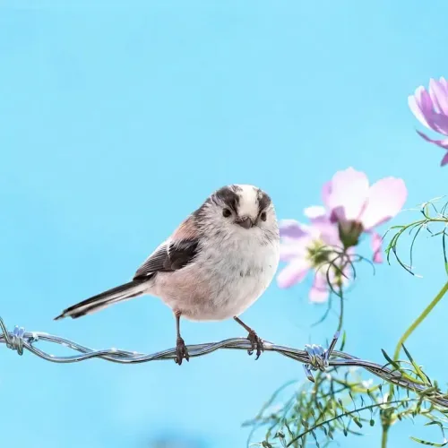 Birds Observations