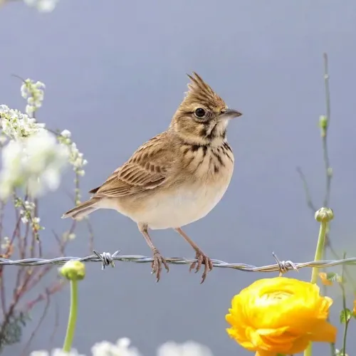 Birds Observations