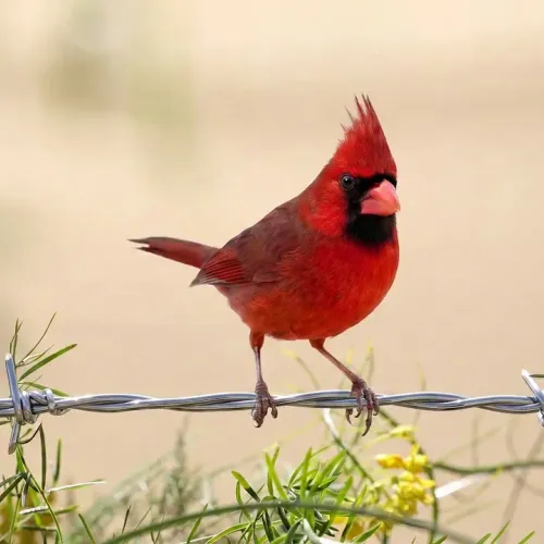 Birds Observations