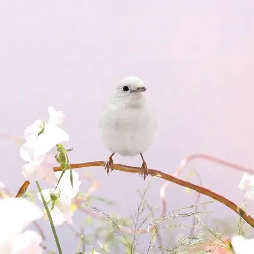 Birds Observations