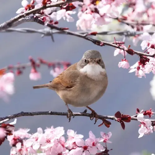 Birds Observations