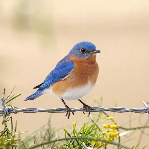 Birds Observations