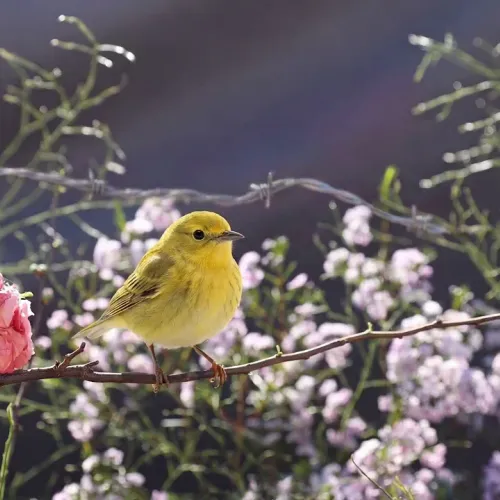 Birds Observations