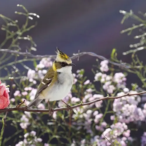 Birds Observations