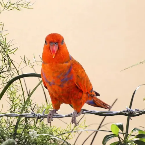 Birds Observations