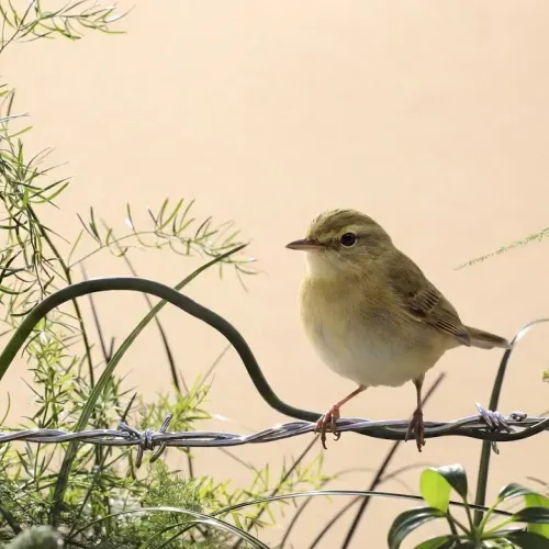 Birds Observations