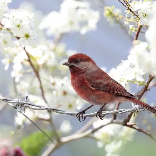 Birds Observations