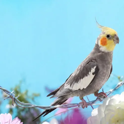 Birds Observations
