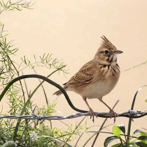 Birds Observations