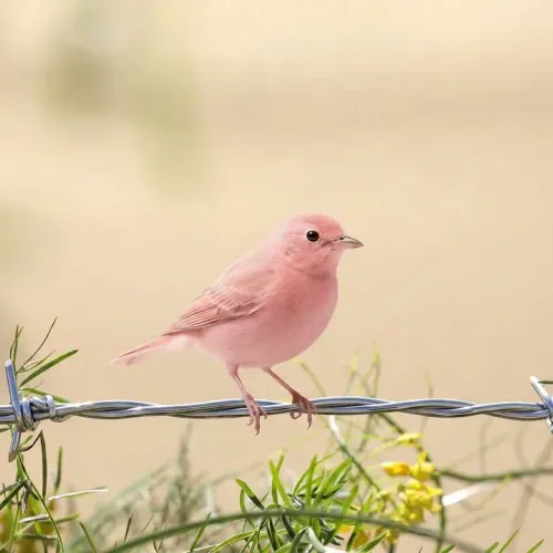 Birds Observations