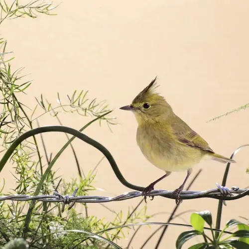 Birds Observations