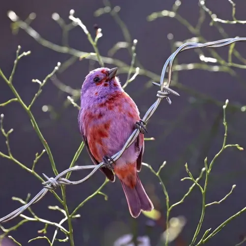 Birds Observations