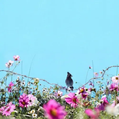 Birds Observations