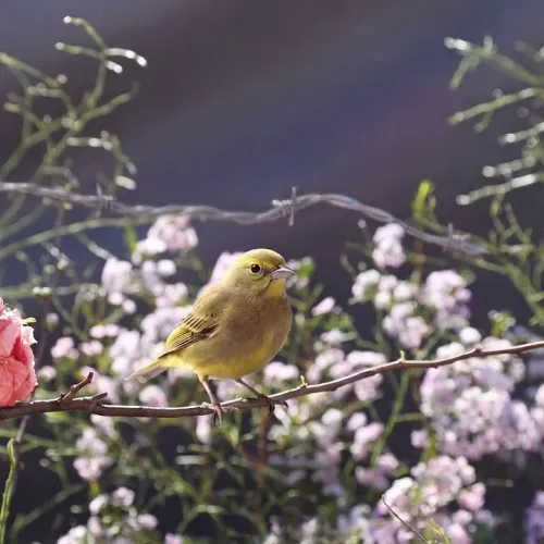 Birds Observations