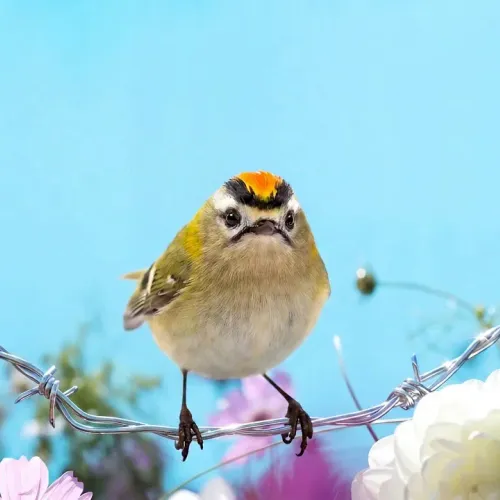 Birds Observations