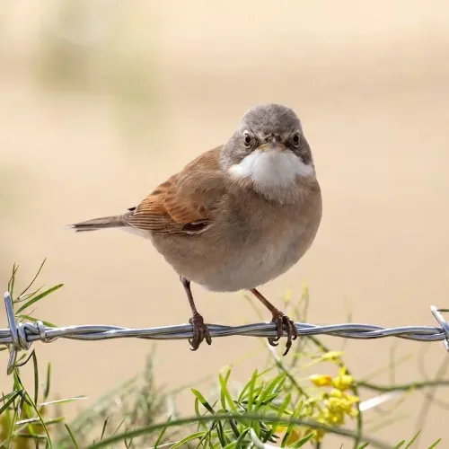 Birds Observations