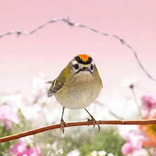 Birds Observations