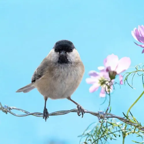 Birds Observations