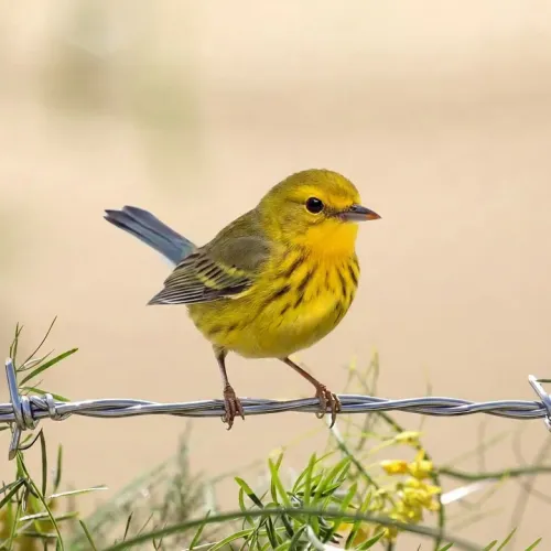 Birds Observations