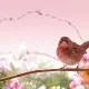 Rose, A Place Between