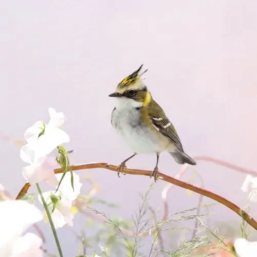 Birds Observations